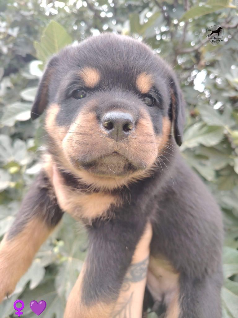 Of The Dark Knights - Chiots disponibles - Rottweiler